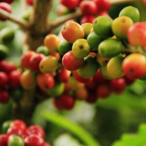 coffee grains, mature, farming-1474601.jpg